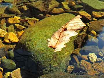 澳門六開(kāi)彩天天免費(fèi)開(kāi)獎(jiǎng)，警惕背后的風(fēng)險(xiǎn)與違法犯罪問(wèn)題，澳門六開(kāi)彩背后的風(fēng)險(xiǎn)與違法犯罪問(wèn)題揭秘