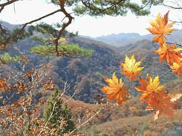 駱駝股份最新消息全面解析，駱駝股份最新動態(tài)全面解讀