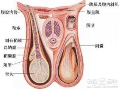 睪丸靜脈曲張圖片，了解癥狀、原因及治療方案，睪丸靜脈曲張詳解，癥狀、原因、治療方案及圖片參考