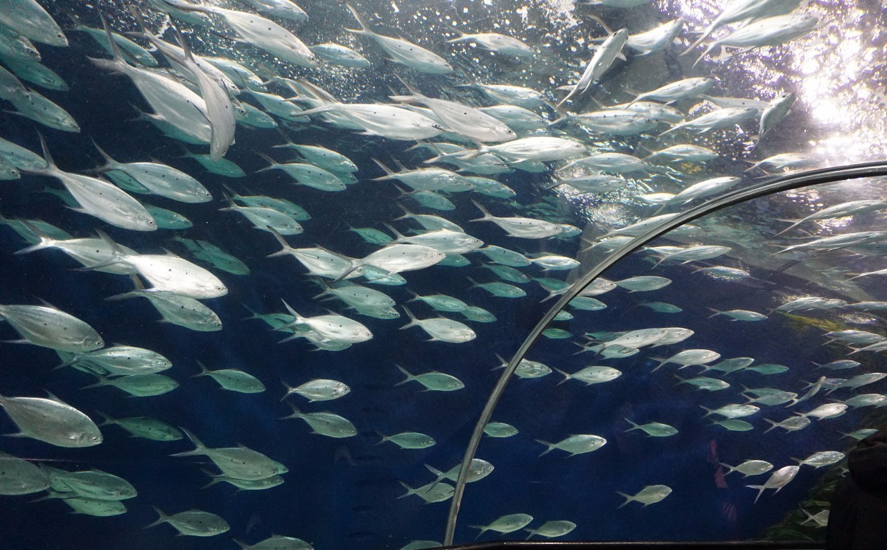 陸家嘴海洋水族館門(mén)票攻略，探索海底世界的絕佳選擇，陸家嘴海洋水族館門(mén)票攻略，探索海底世界的最佳去處