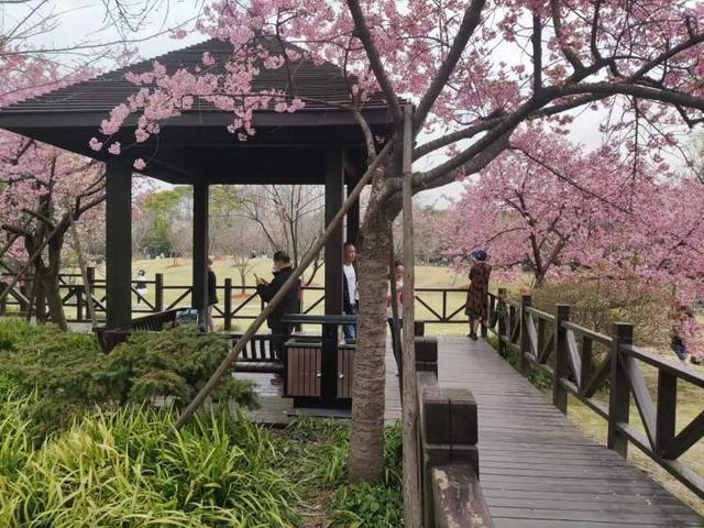 顧村公園游玩攻略，探索自然之美，盡享游園樂趣，顧村公園游玩攻略，自然探索與游園樂趣盡享