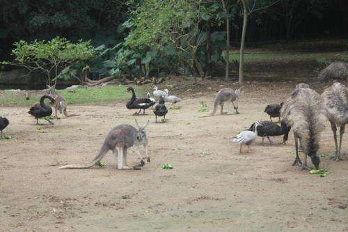 廣州番禺香江野生動物園，探索奇妙的野生動物世界，廣州番禺香江野生動物園，探索野生世界的奇妙之旅