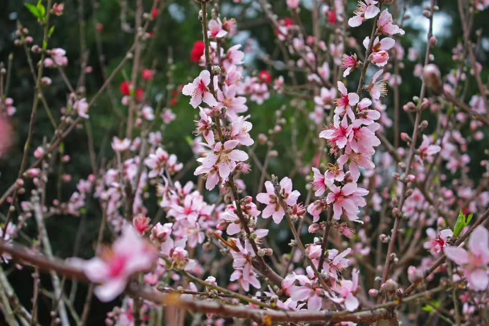 巨峰寺桃花