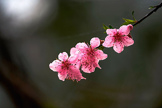 桃花圖片大全大圖